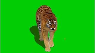 green screen harimau berjalan