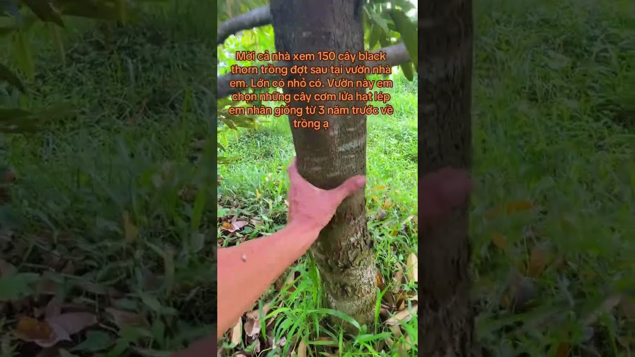 Black thorn vườn nhà em 