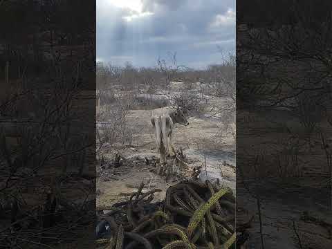 Esse e manso da até um torinho