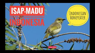 Kicau merdu Indonesian Honeyeater || Isap-madu Indonesia / Cucak Kombo gacor di alam liar