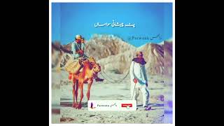 Shey Safar Go Motraaney  [Singer Parvez Bugti New Song]  #shorts #video #viral #balochistan #balochi