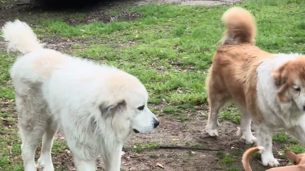 Chaos and a happy thought