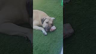 Kyle the bone cleaning Kangal #kangal by Kangal Whisperer Mike 311 views 9 months ago 1 minute, 8 seconds