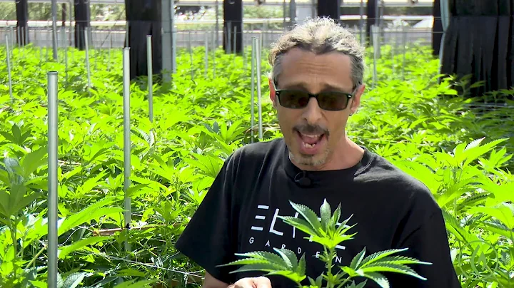 Cannabis Trimming, Training & Pruning: Kyle Kushma...