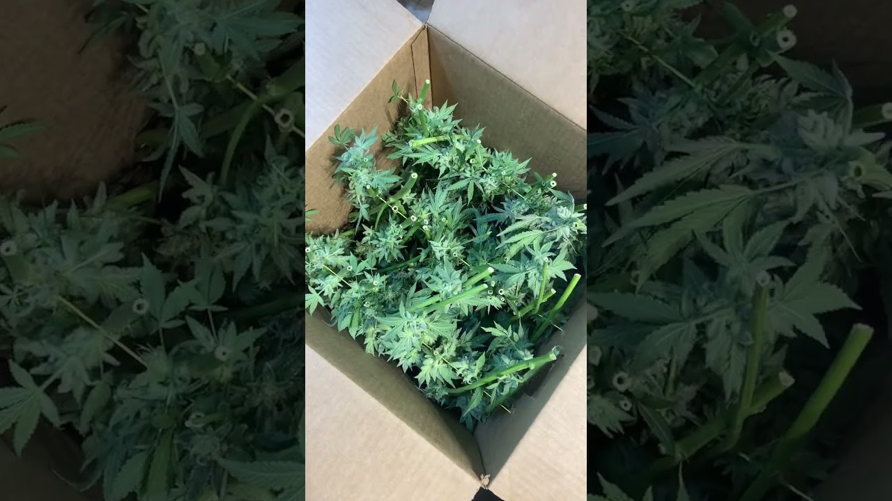 All done sour cherry glue boxed up