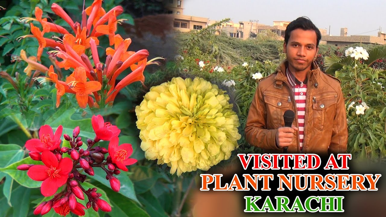Visited at Plants Nursery Karachi fruit and flower plants (JAIC) Video