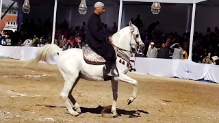 خيل وخيالة - رقص خيل صعيدي _ Dancing Horse egypt