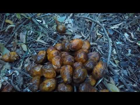 Vídeo: Controle de cebola selvagem: como se livrar de cebolas selvagens
