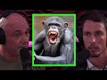 Joe Rogan Talks About Chimp Attacks