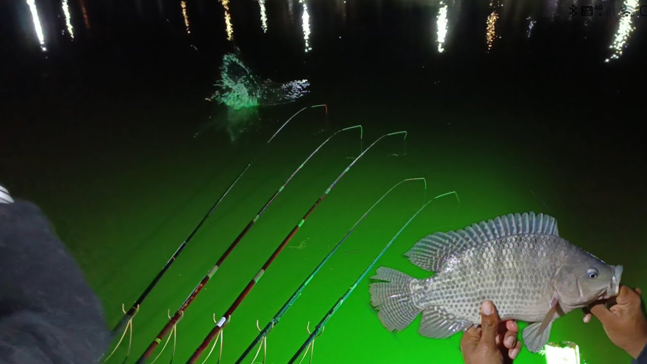 ESSE SISTEMA NÃO FALHA - FOCO NAS PONTEIRAS - PESCARIA DE TILÁPIA NA DIÁRIA 