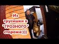 Немецкая овчарка Лора. Из трусишки в "грозного" сторожа