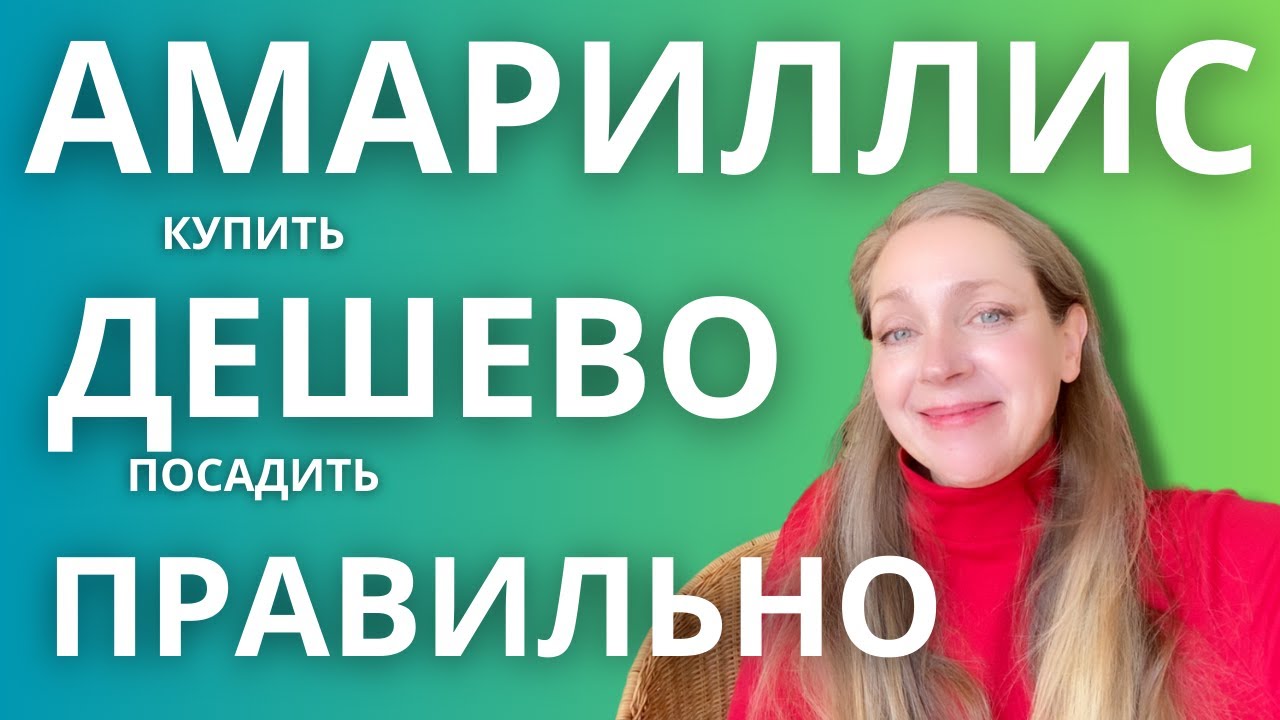 АМАРИЛЛИС КУПИТЬ ДЕШЕВО ПОСАДИТЬ ПРАВИЛЬНО