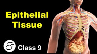 Epithelial Tissue and its Types || Animal Tissues (Part 2) || in Hindi for Class 9 screenshot 4