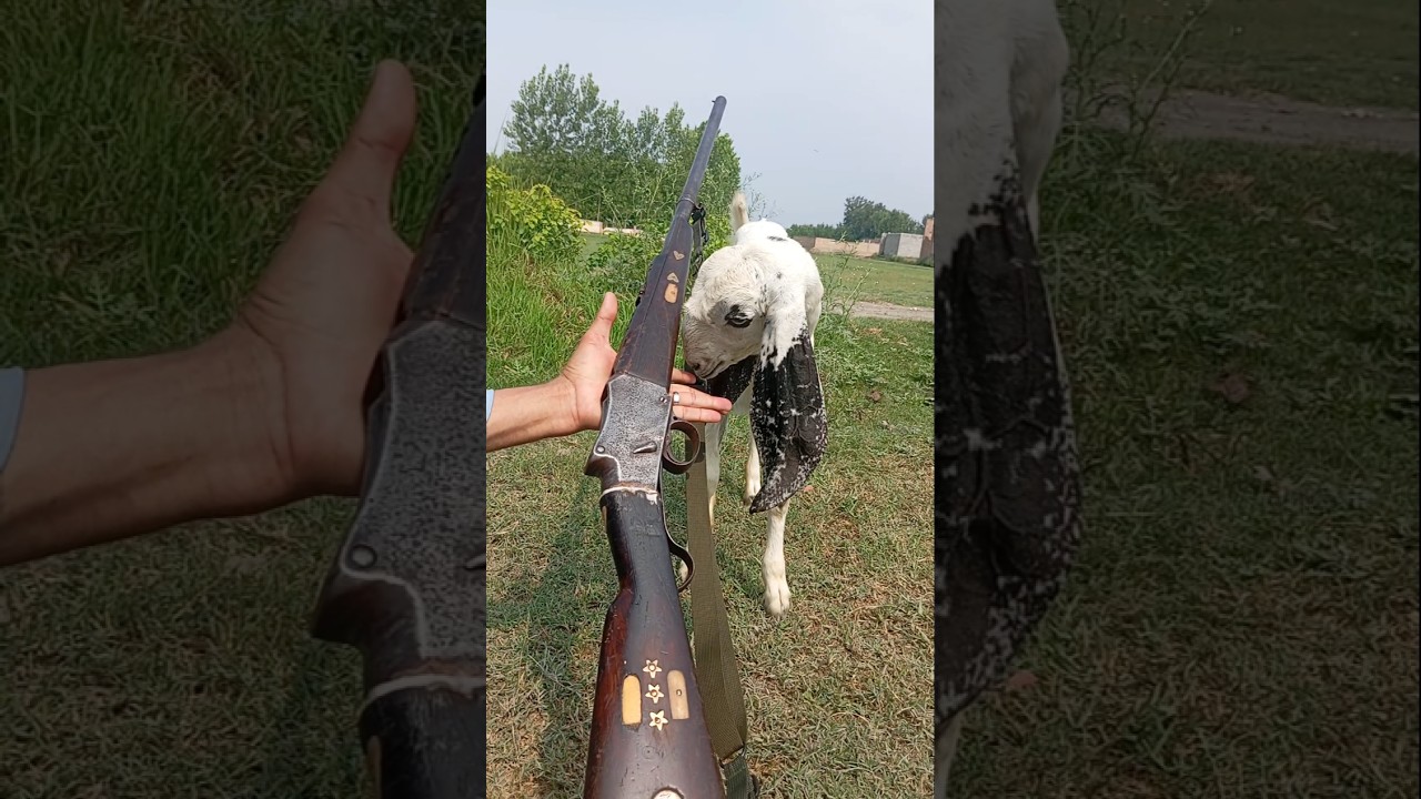 12 Gauge Martini Action Shotgun vs Goat