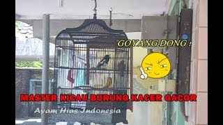 MASTER SUARA BURUNG KACER GACOR BERSAHUTAN