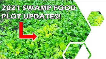 2021 Swamp Food Plot - No-Till In Wet Soil - Northwoods Sweet Feast Brassicas & Winter Rye