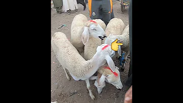 الله يبارك صردي رقم واحد في المغرب 