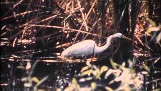 Everglades Alligator (1972)