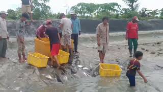 panen udang vanamie dan ikan bandeng super