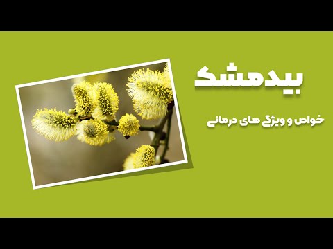 تصویری: خواص دارویی گیاه بید Loosestrife