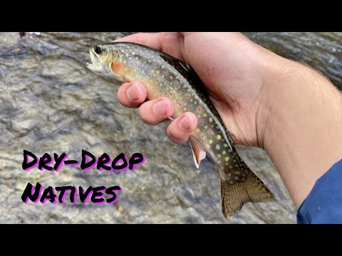 Euro Rig How to Dry Drop on a Euro Rig (SNP Native Brook Trout) - YouTube