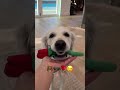 My Dog Gets Ready for Valentines!