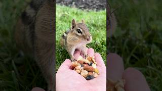 Get Ready for Cuteness Overload: Feeding our Cute lil Chipmunk on Mystery Monday #shorts #chipmunk