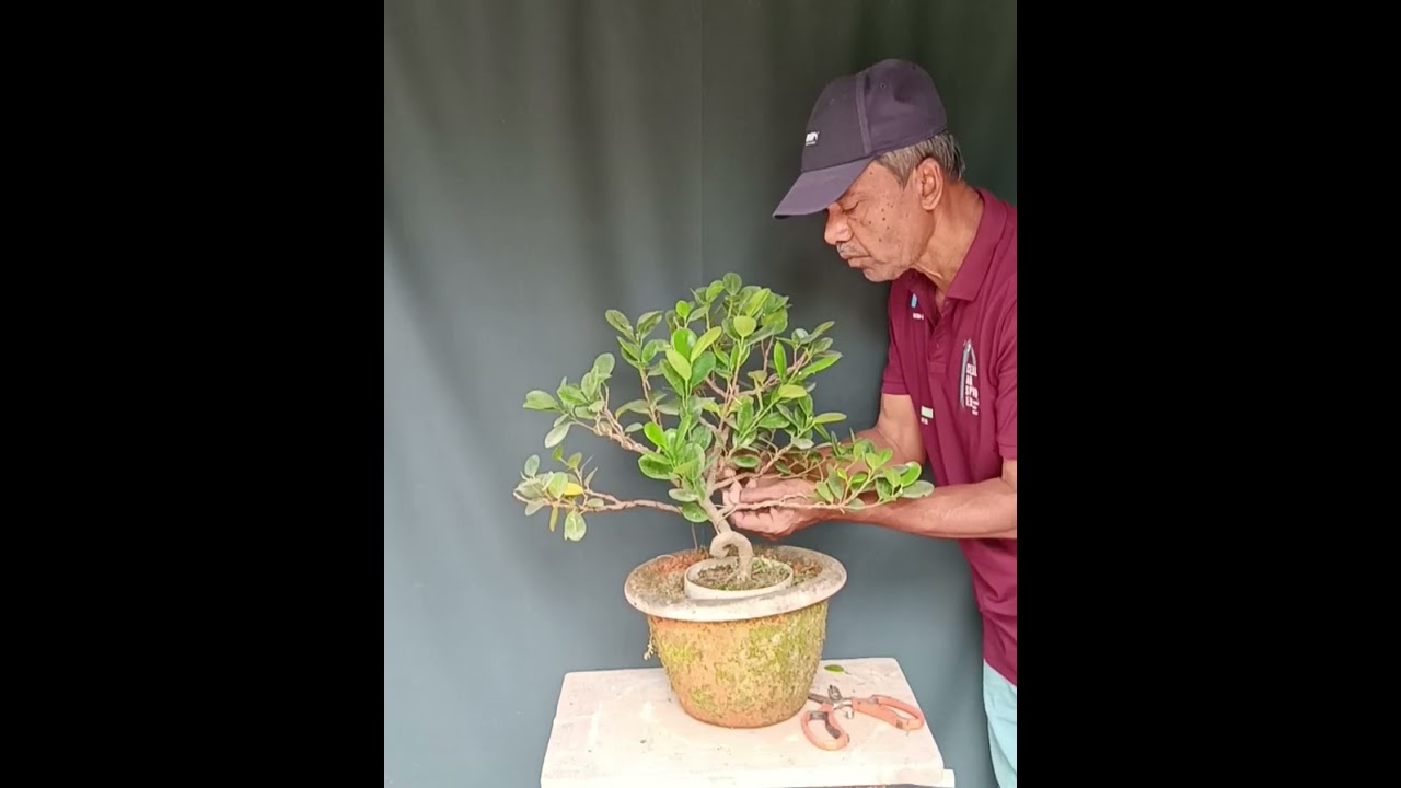 How to make a bonsai from ficus microcarpa. One of my favorite material. 