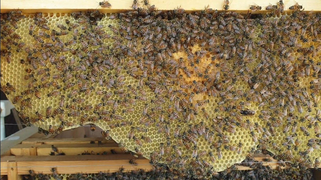 البناء الطبيعي الحر من دون شمع أساس ( البارافين ) خليه ١٠ تقرير ٨