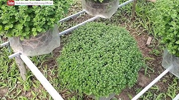 Cùng Anh Nguyễn Hữu Cường Đi Xem Hoa Cúc Mâm Xôi, Cúc Xơ Mít, cúc Tiger tết 2019 #3