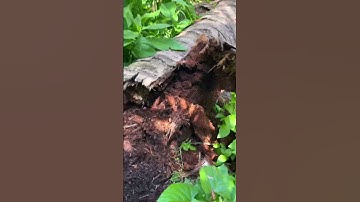 Điều bất ngờ bên trong thân cây dừa mục và con vật bây giờ rất ít người biết đến #63tiengiang