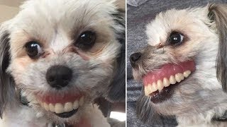 Man Can’t Find His Dentures, Finds Dog With A Brand New Smile Instead
