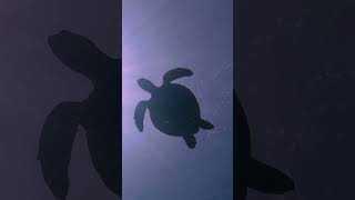 5 Mind- Blowing Facts About Turtles!