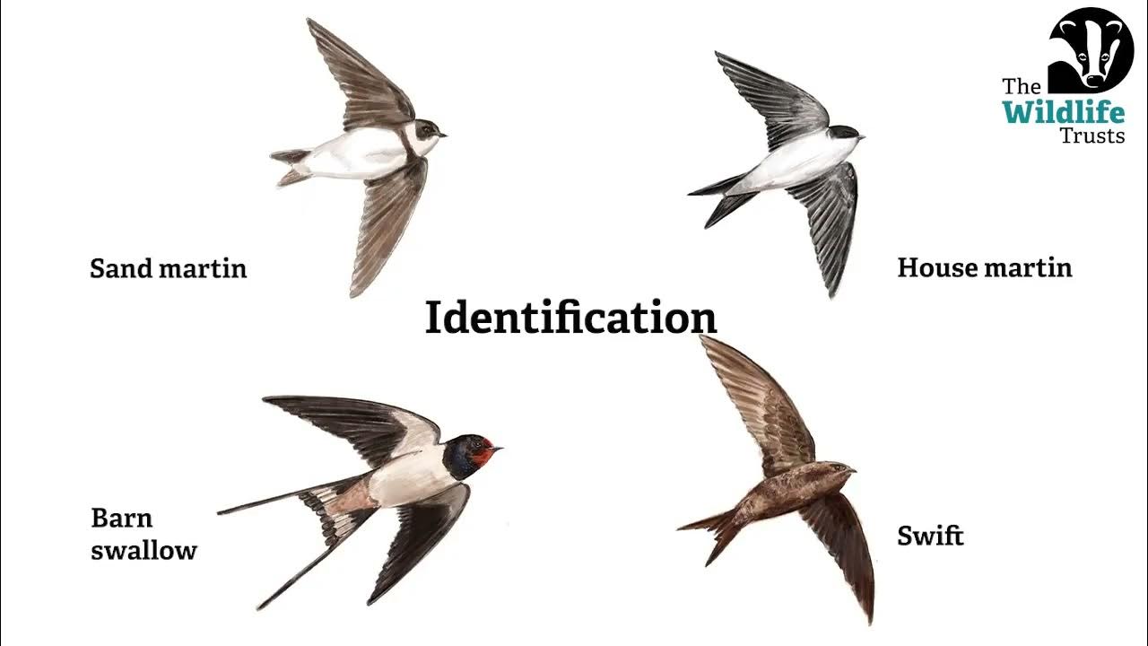 Barn Swallow Vs Purple Martin: A Comparative Guide
