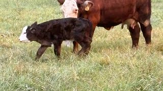 Checking on baby cows with a Polaris General #cows #cattle 