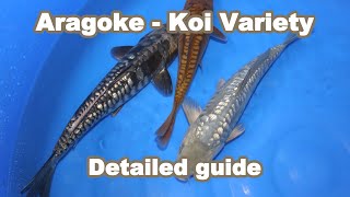 Aragoke Koi Variety – large scaled Koi variety [KOI GUIDE]