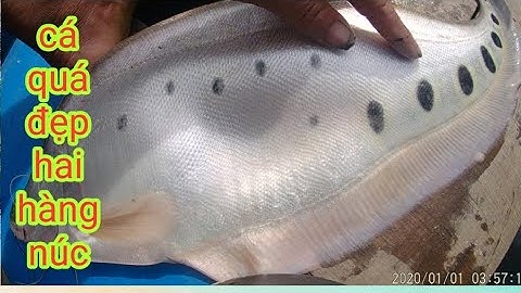 Săn Thác Lác Cờm Sông Bạc Liêu Cái Kết Đắng/