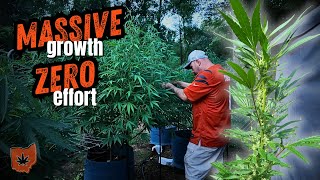 How to GROW WEED outdoors in OHIO without any EFFORT!  ||  2025