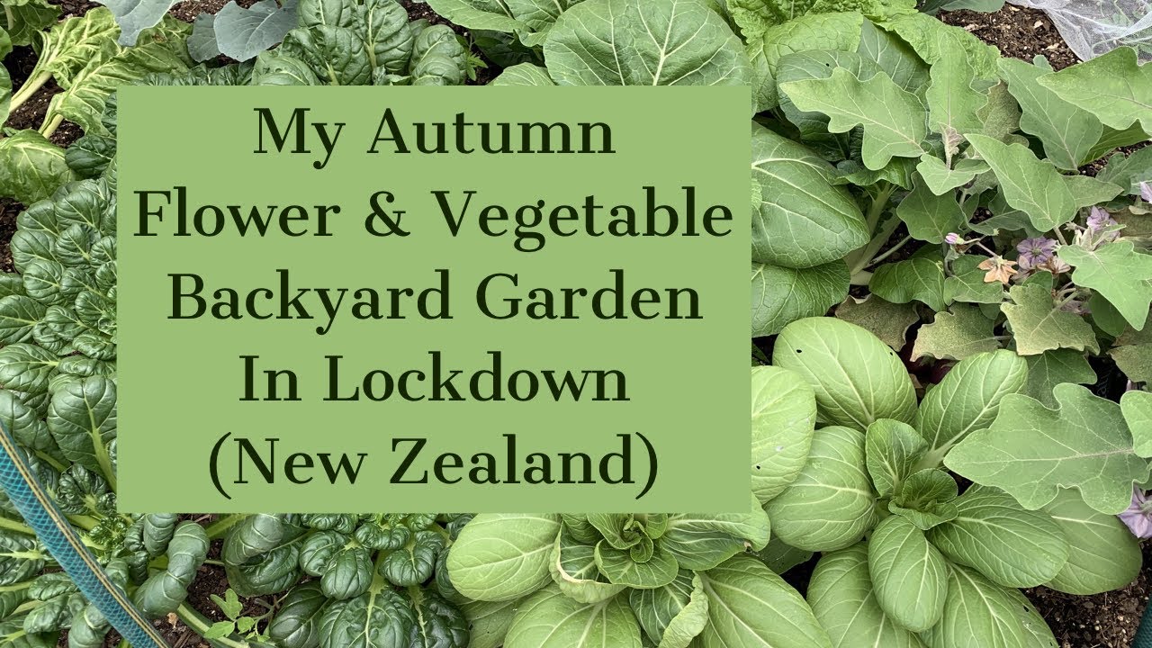 Autumn Flower & Vegetable Backyard Garden in Lockdown New Zealand