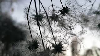 Seni Sordum Yıldızlara / Güfte: Mustafa Güler - Beste: Mehmet Bitmez - Yorum: Ümit Kaya