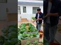 #EM composting bacteria #DIY compost #Planting tips #Growing your own vegetables #vegetablegardening