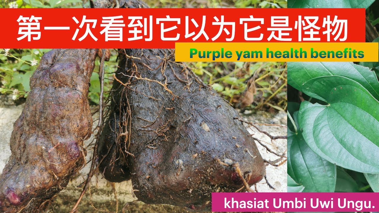 大薯(脚板薯)来看看，长得奇型怪状的植物。DIOSCOREA ALATA YAM PLANT (Purple yam)health