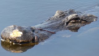 Alligator Mating Season