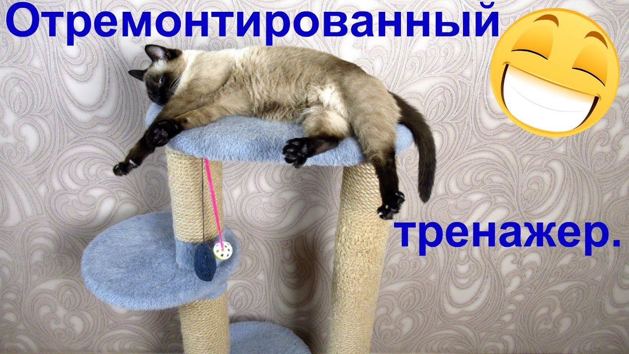 Тайский кот и его любимый тренажер. Ремонт тренажера. - YouTube