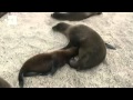 Las Galápagos luchan por sus lobos marinos
