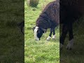 Zwartbles sheep in caithness