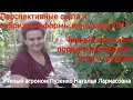 Виноград Черный кристалл ягоды от 20 гр. Пузенко Наталья Лариасовна