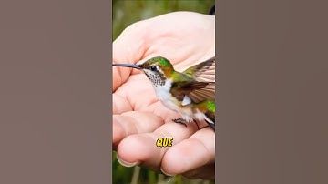 Becoming neighbors with a hummingbird mom #animals #hummingbird #cute #friendship #shorts