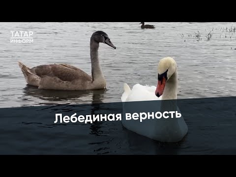 Лебеди не бросили своего товарища в беде и могут погибнуть