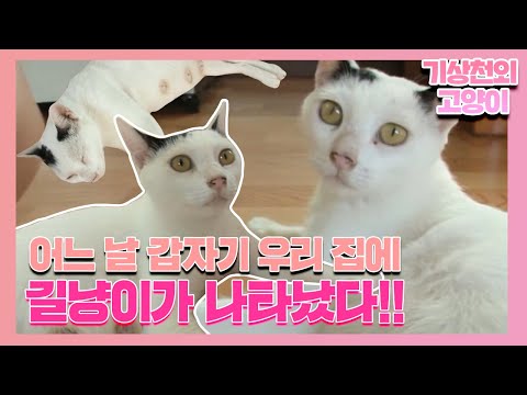 우리 집에서 집 주인 행세하는 길냥이ㅣ순간포착 세상에 이런 일이(<strong>Instant</strong> Capture)ㅣSBS <strong>Story</strong>